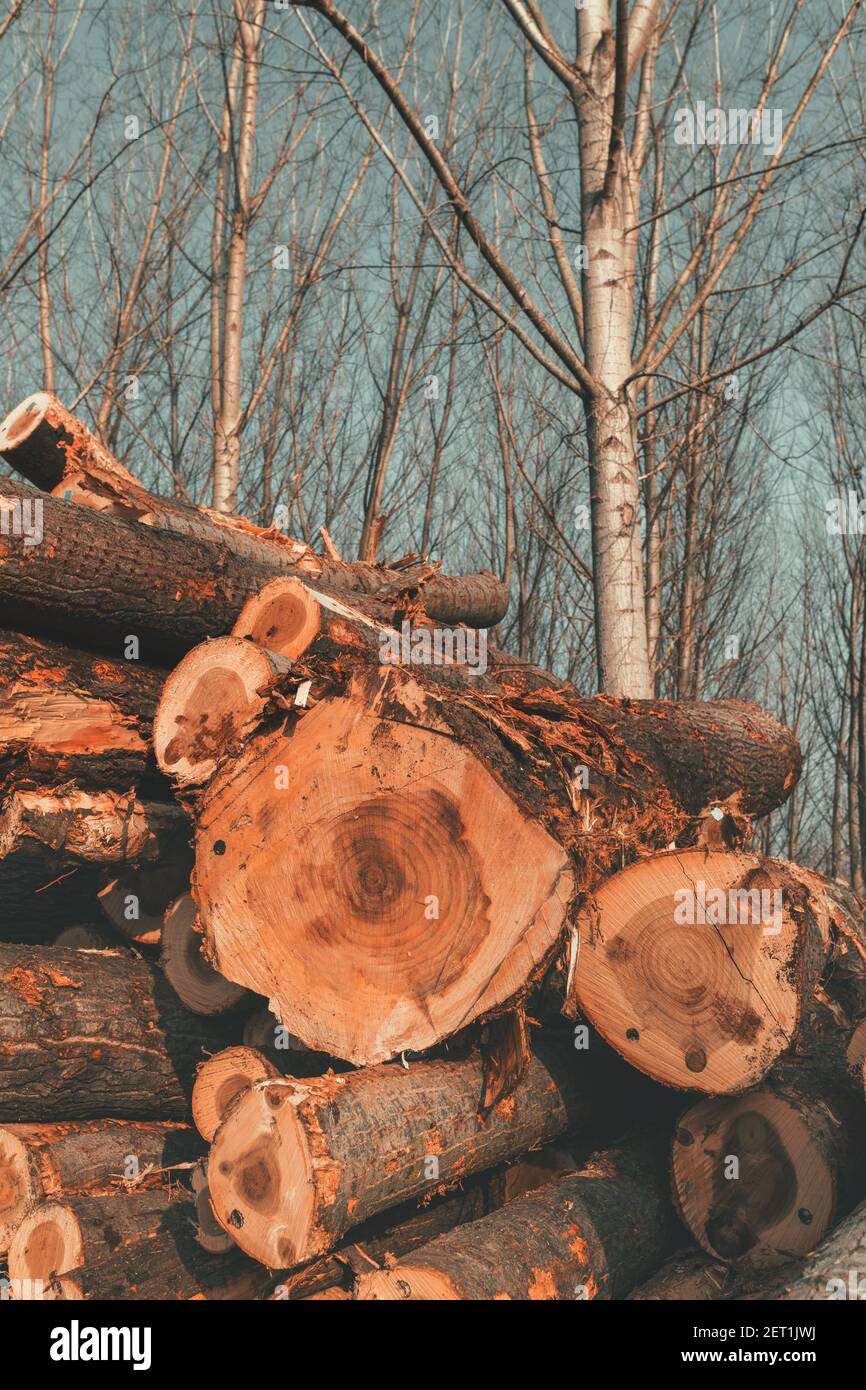 Concept de déforestation - bois d'exploitation forestière dans l'industrie du bois, pile de troncs d'arbres coupés, foyer sélectif Banque D'Images