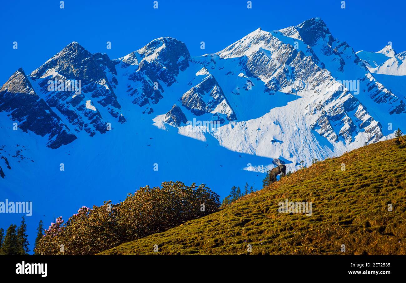 Paysage de montagne avec herbe verte, prairies. Himalayas pics et paysage alpin depuis le sentier de SAR Pass trek région himalayenne de Kasol, Himachal P Banque D'Images