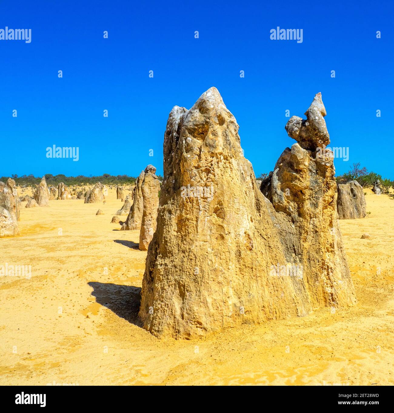 Pinnacles Desert a traversé des piliers de calcaire attraction touristique populaire dans le parc national de Nambung à 200 km au nord de Perth Australie occidentale. Banque D'Images