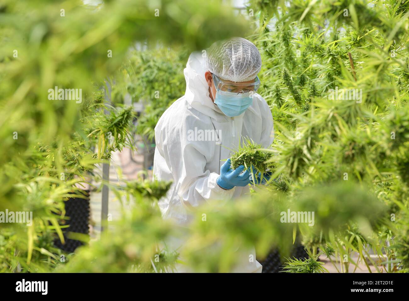 Homme vérifiant des plantes dans une serre de marijuana, Thaïlande Banque D'Images