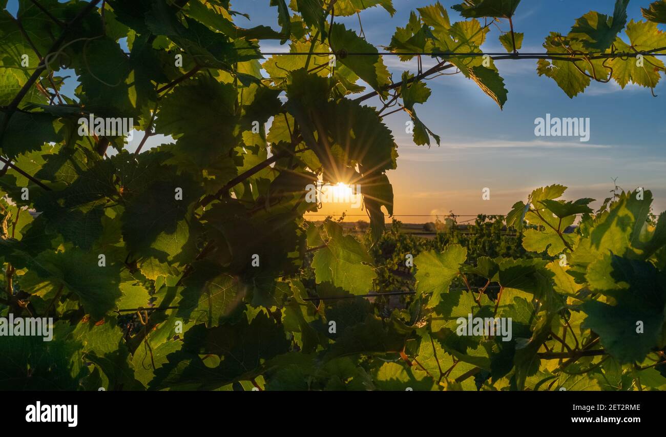 Belle vue sur un vignoble au coucher du soleil dans le village de Chinon Vallée de la Loire France Banque D'Images