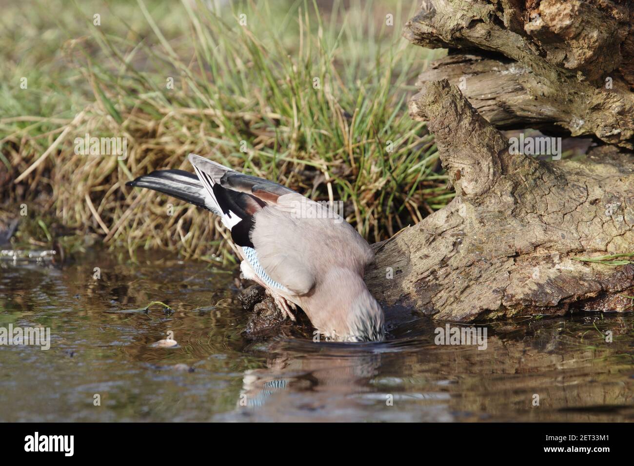 Jay - lavage dans un petit étang (1 de 3) Garrulus glandarius Lea Valley Park Herts, Royaume-Uni Banque D'Images