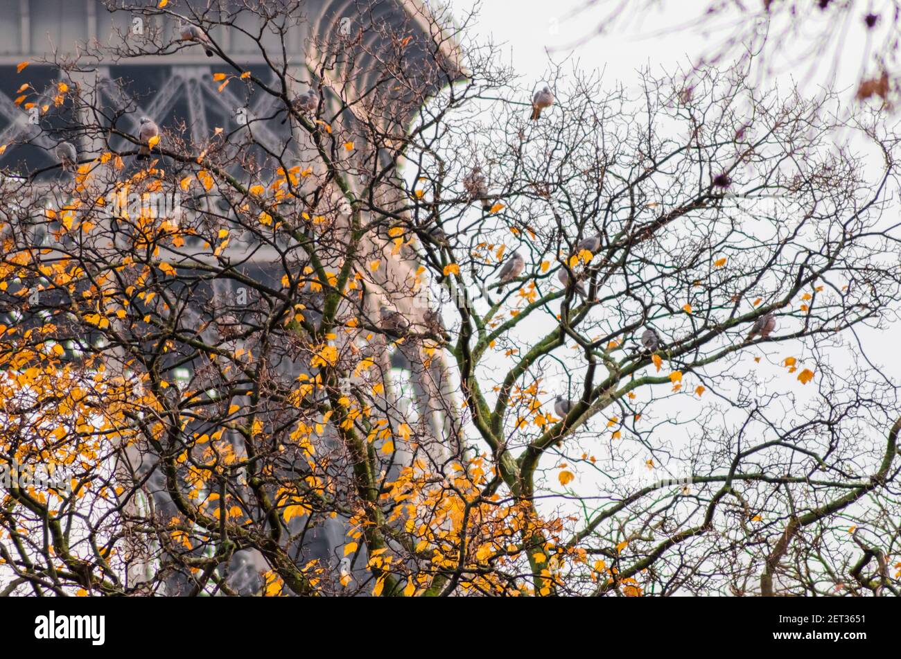 La tour Eiffel en automne Banque D'Images