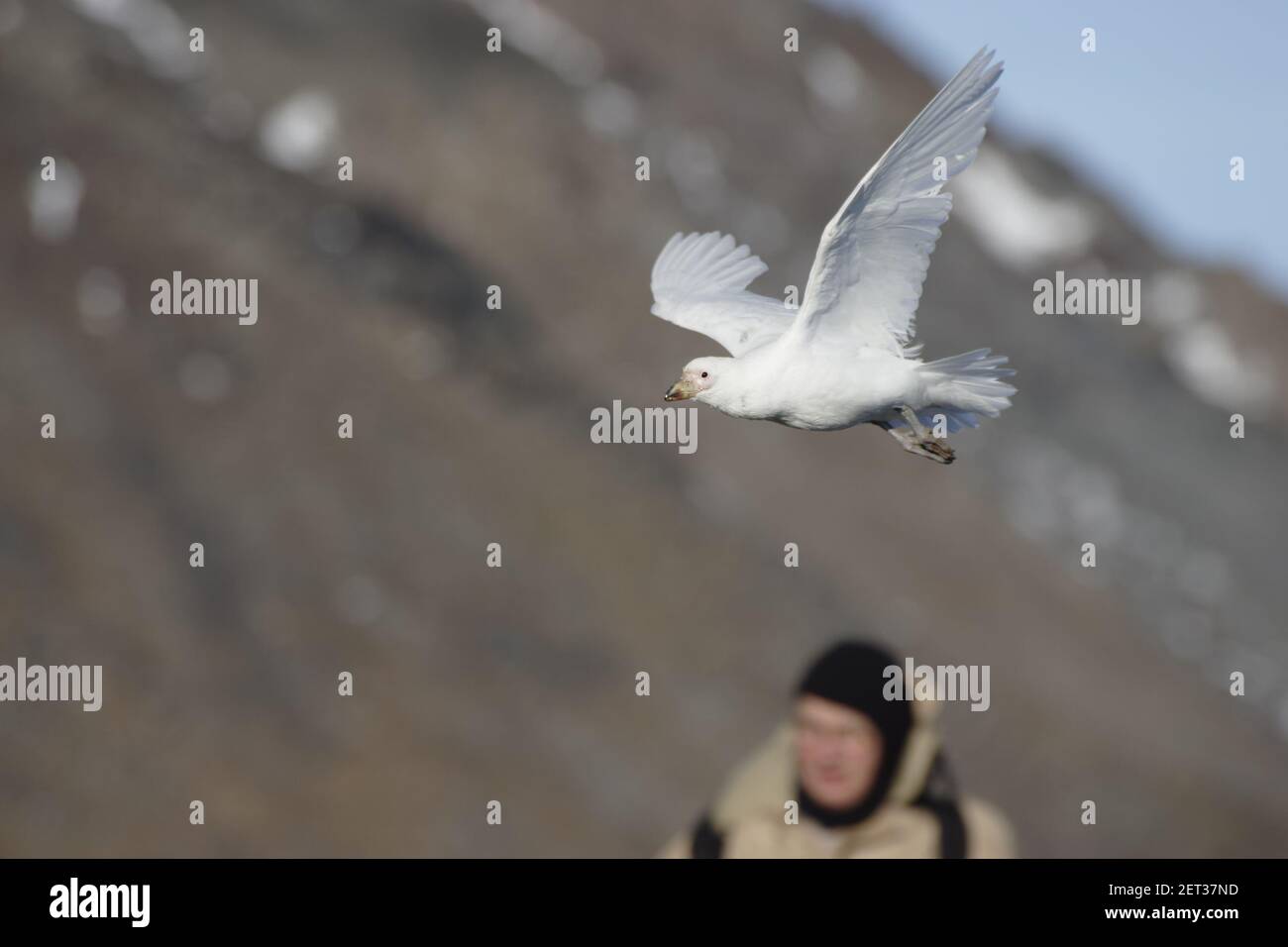 Sheathbill enneigé - en FlightChionis alba Paulette Island Antarctique Penninsulaire BI007458 Banque D'Images