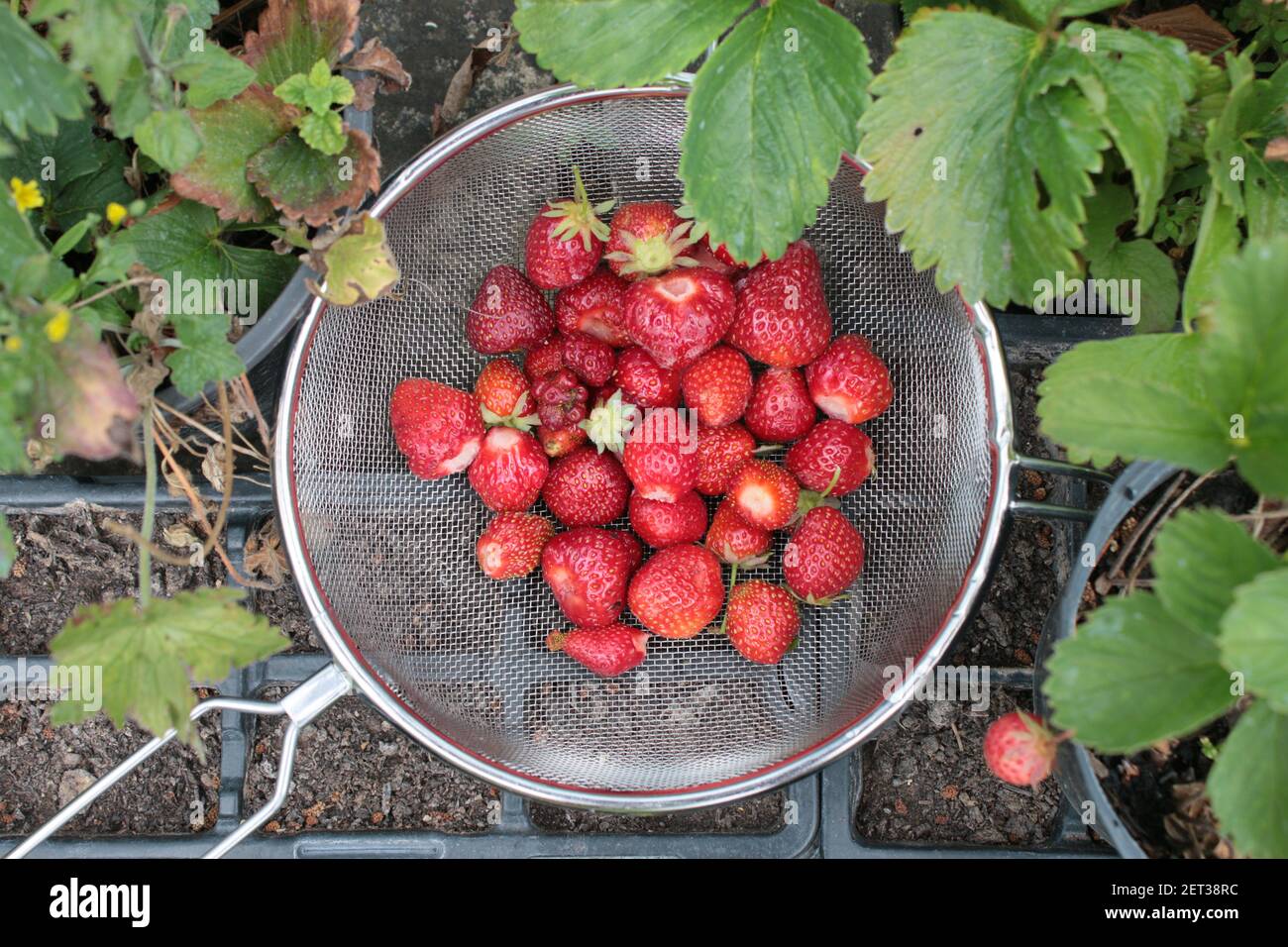 Gros plan de fraises fourragées dans le jardin biologique cultivé à la maison En été, vous pouvez verrouiller les fruits rouges mûrs fraîchement cueillis dans la passoire en métal Banque D'Images
