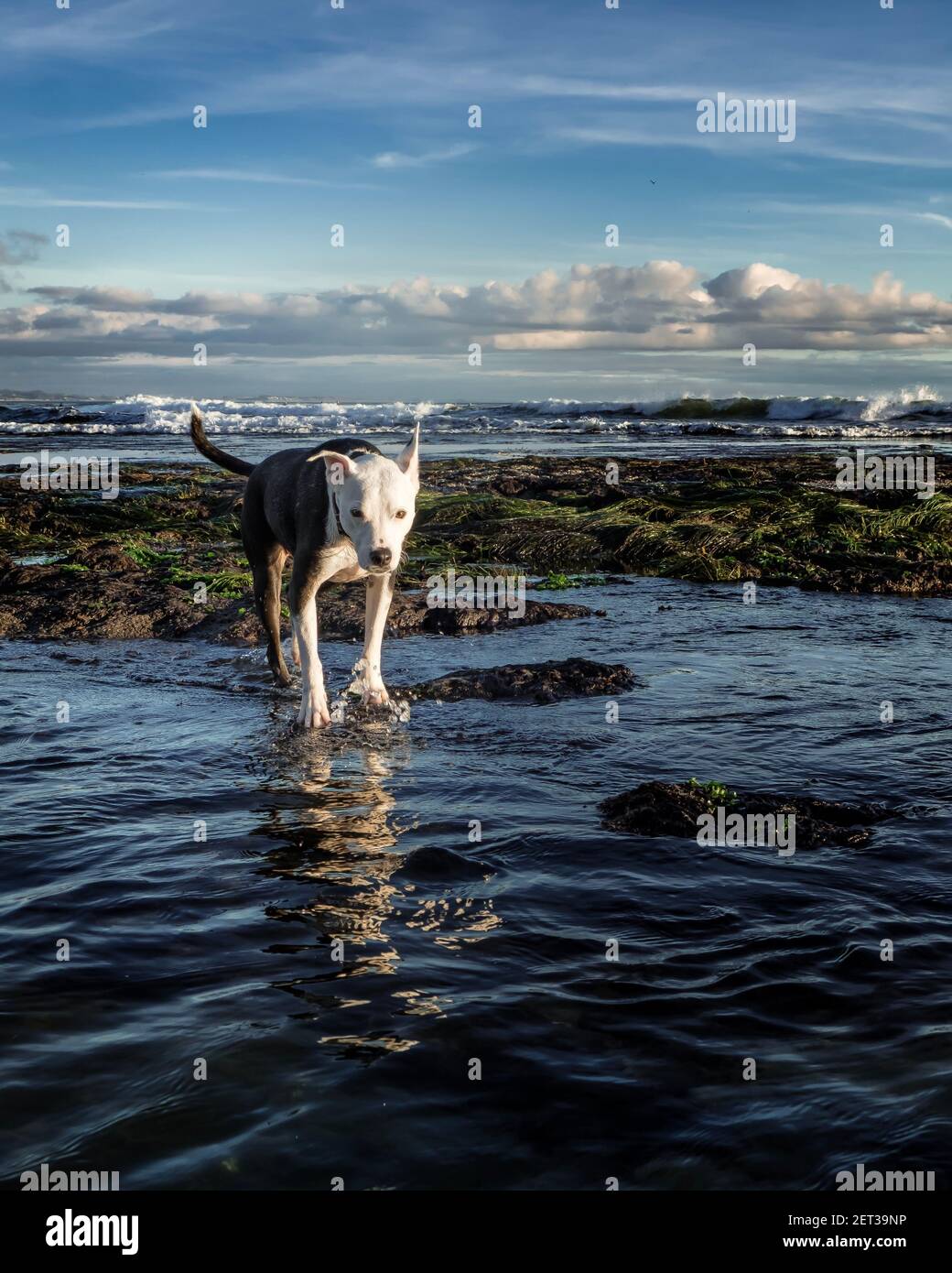 Pointeur mix chien courant dans l'océan, plaisir point, Californie, États-Unis Banque D'Images