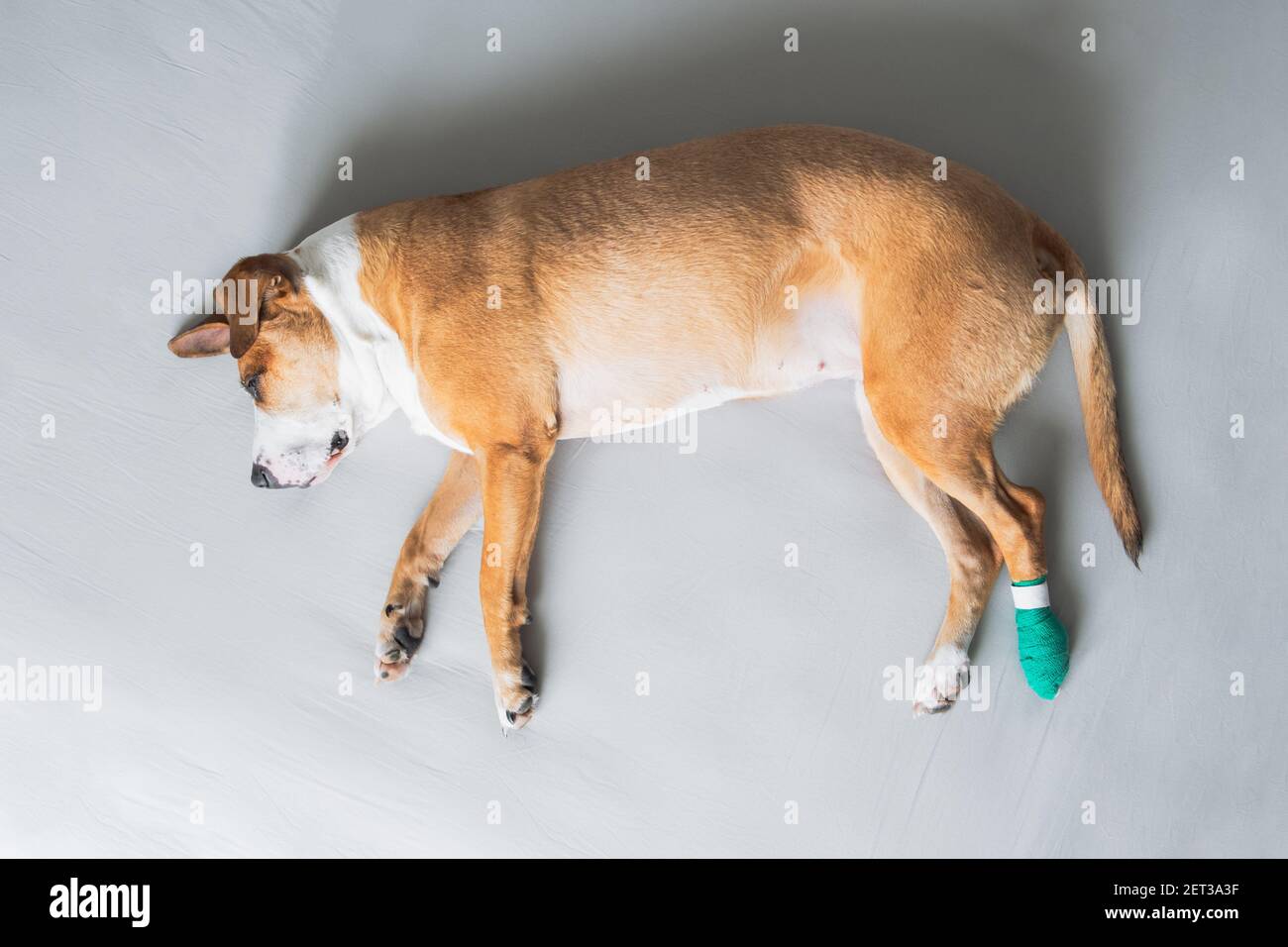 Le chien repose sur le côté avec la jambe dans le bandage médical. Animaux de compagnie blessés, traumatisme, patte blessée, concepts vétérinaires Banque D'Images