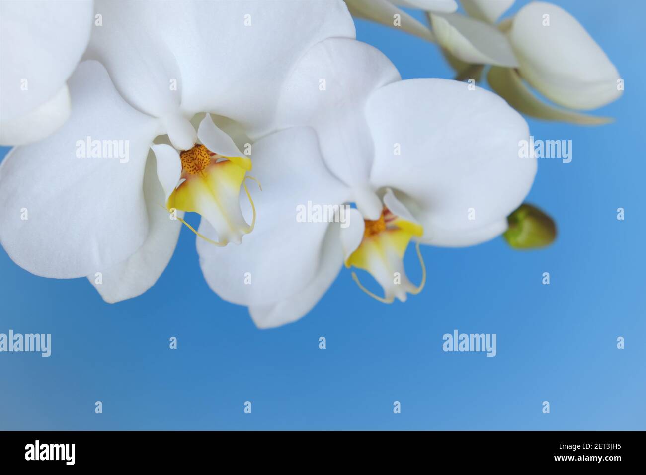 orchid flower.Phalaenopsis.White Exotic flowers gros plan sur fond bleu  vif.Houseplants et fleurs.cultiver des orchidées. Plantes en pots. Soins et  Photo Stock - Alamy