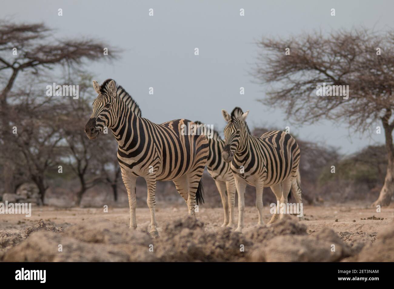 Burchells Zebra boire et se tenir au Waterhole à la Parc national d'Etosha en Namibie Banque D'Images