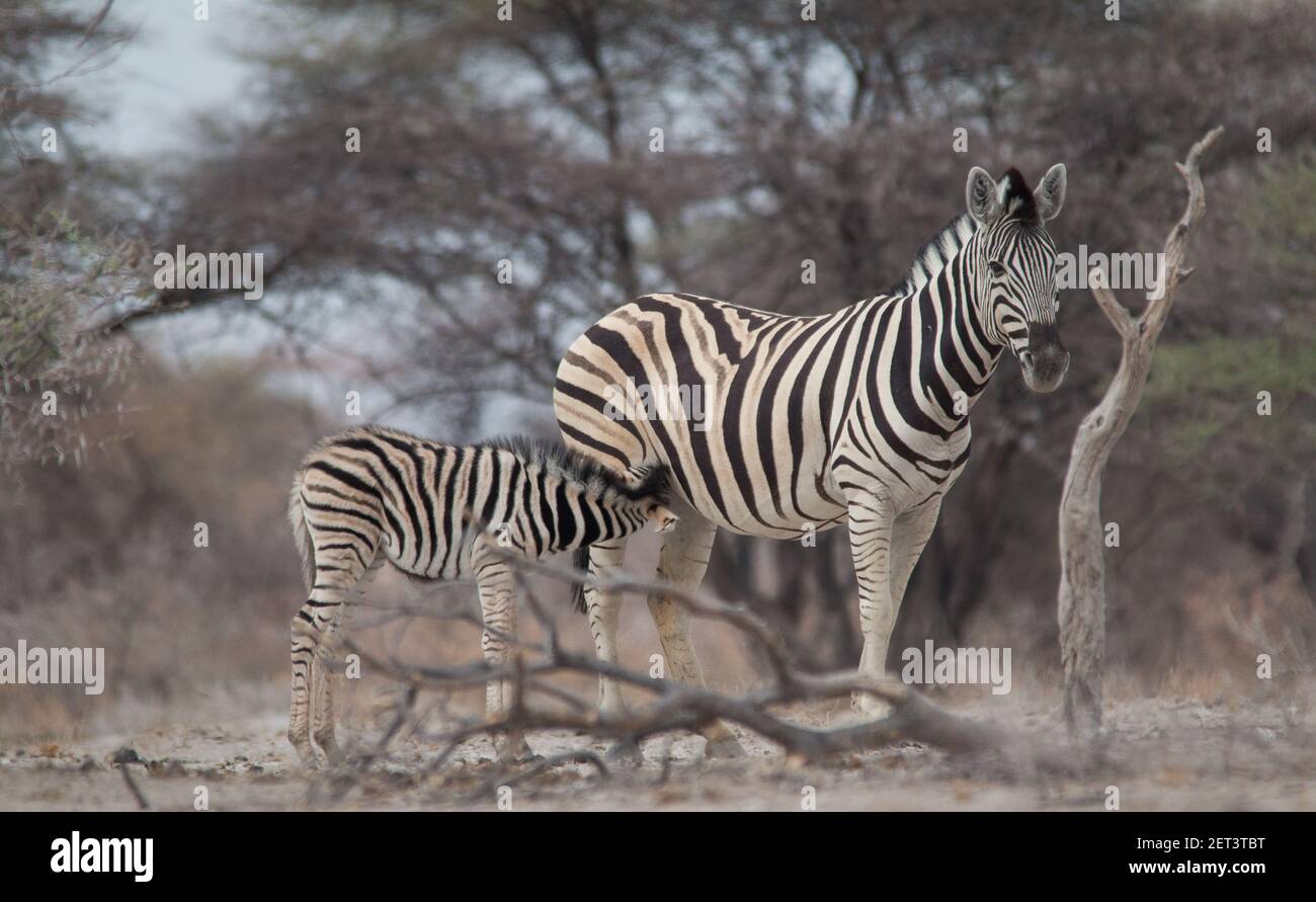 Burchells Zebra boire et se tenir au Waterhole à la Parc national d'Etosha en Namibie Banque D'Images