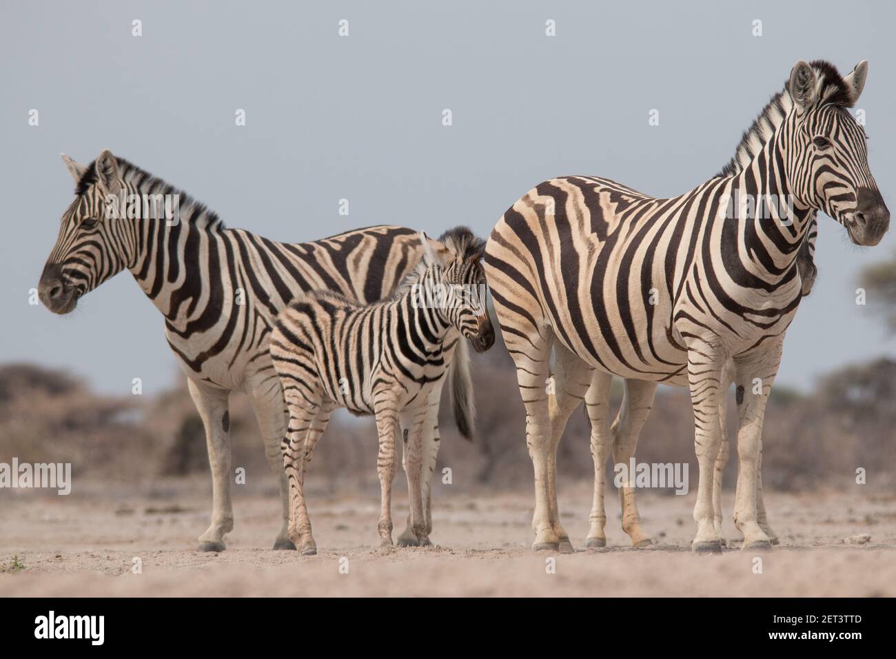 Burchells Zebra boire et se tenir au Waterhole à la Parc national d'Etosha en Namibie Banque D'Images