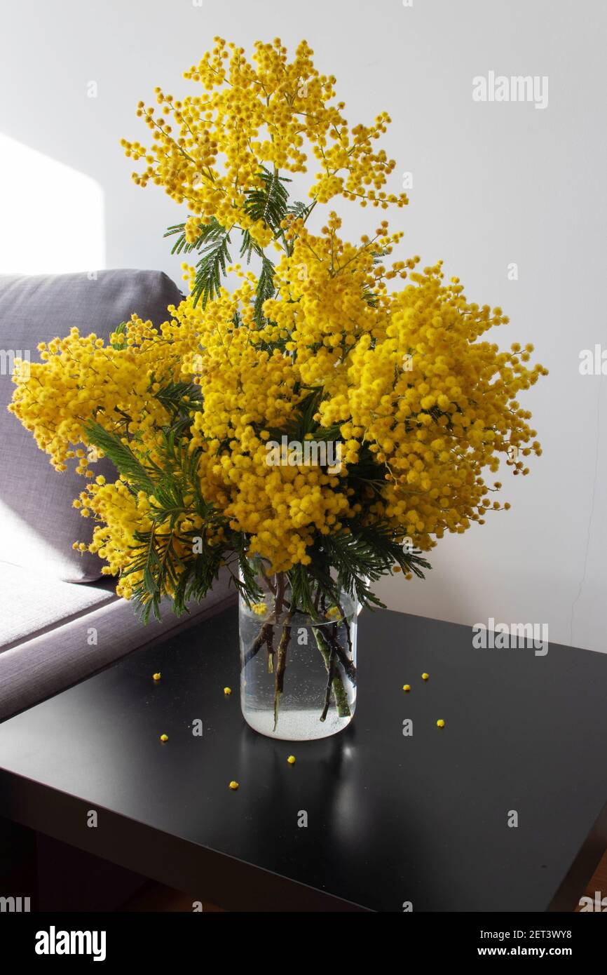 Mimosa ou acacia printemps jaune bouquet de fleurs moelleuses dans une carafe de verre sur la table noire dans la salle ensoleillée. Branches décoratives argentées. Banque D'Images