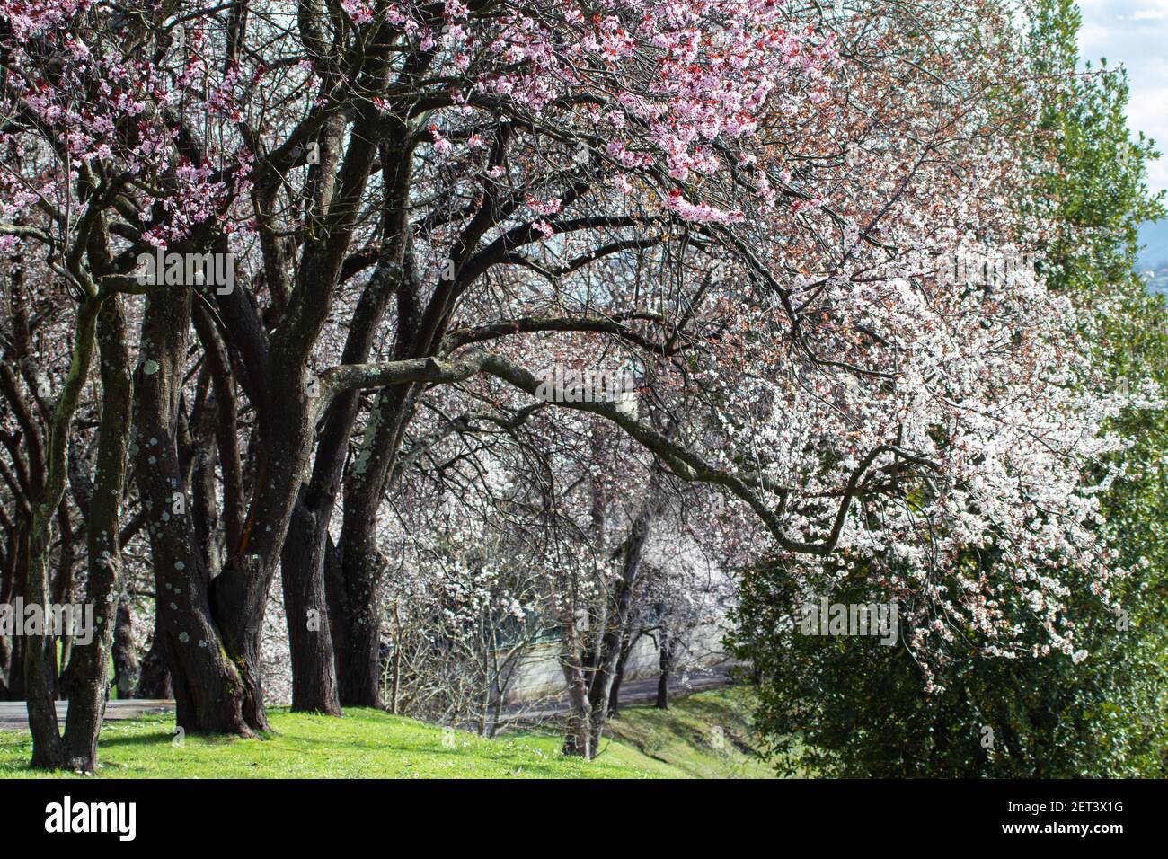 Fleurs de vieux arbres de prune dans le parc. Paysage de printemps. Banque D'Images