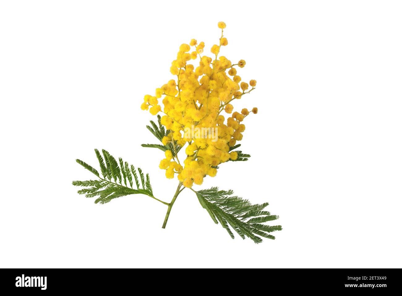 Balles et feuilles moelleuses jaune acacia. Fleurs de printemps Mimosa isolées sur blanc. Plante décorative argentée. Banque D'Images