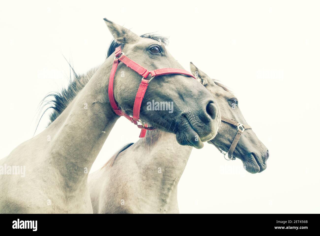 Gros plan de deux chevaux Konik polonais, Pologne Banque D'Images