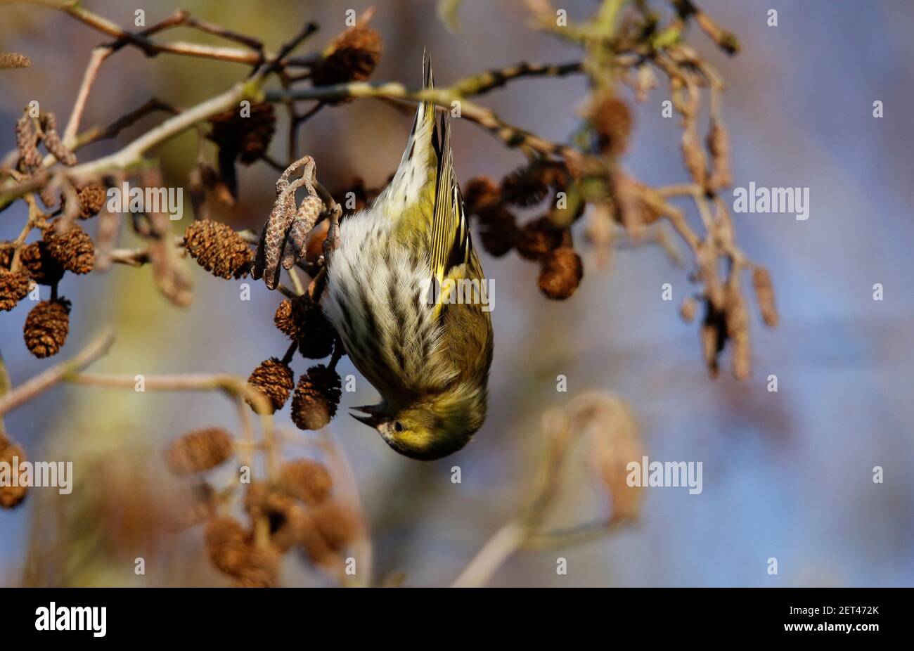 Le siskin femelle se nourrissant de graines d'aulne dans les bois Banque D'Images