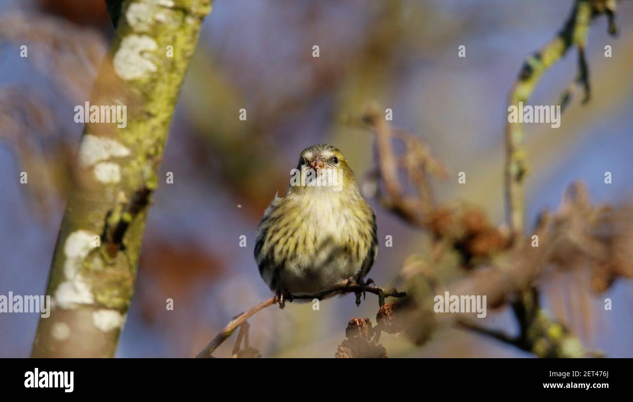 Le siskin femelle se nourrissant de graines d'aulne dans les bois Banque D'Images