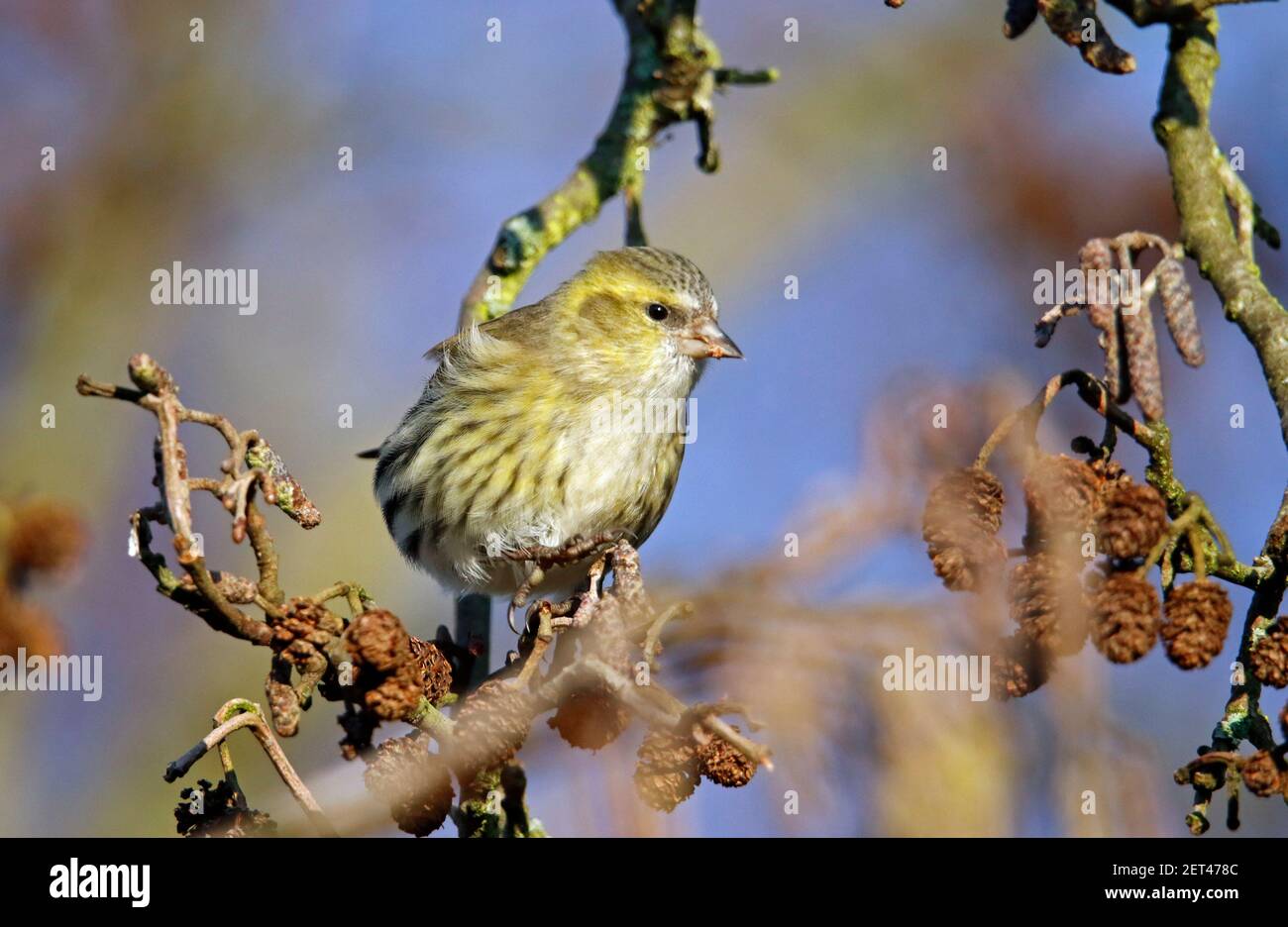 Le siskin femelle se nourrissant de graines d'aulne dans les bois Banque D'Images