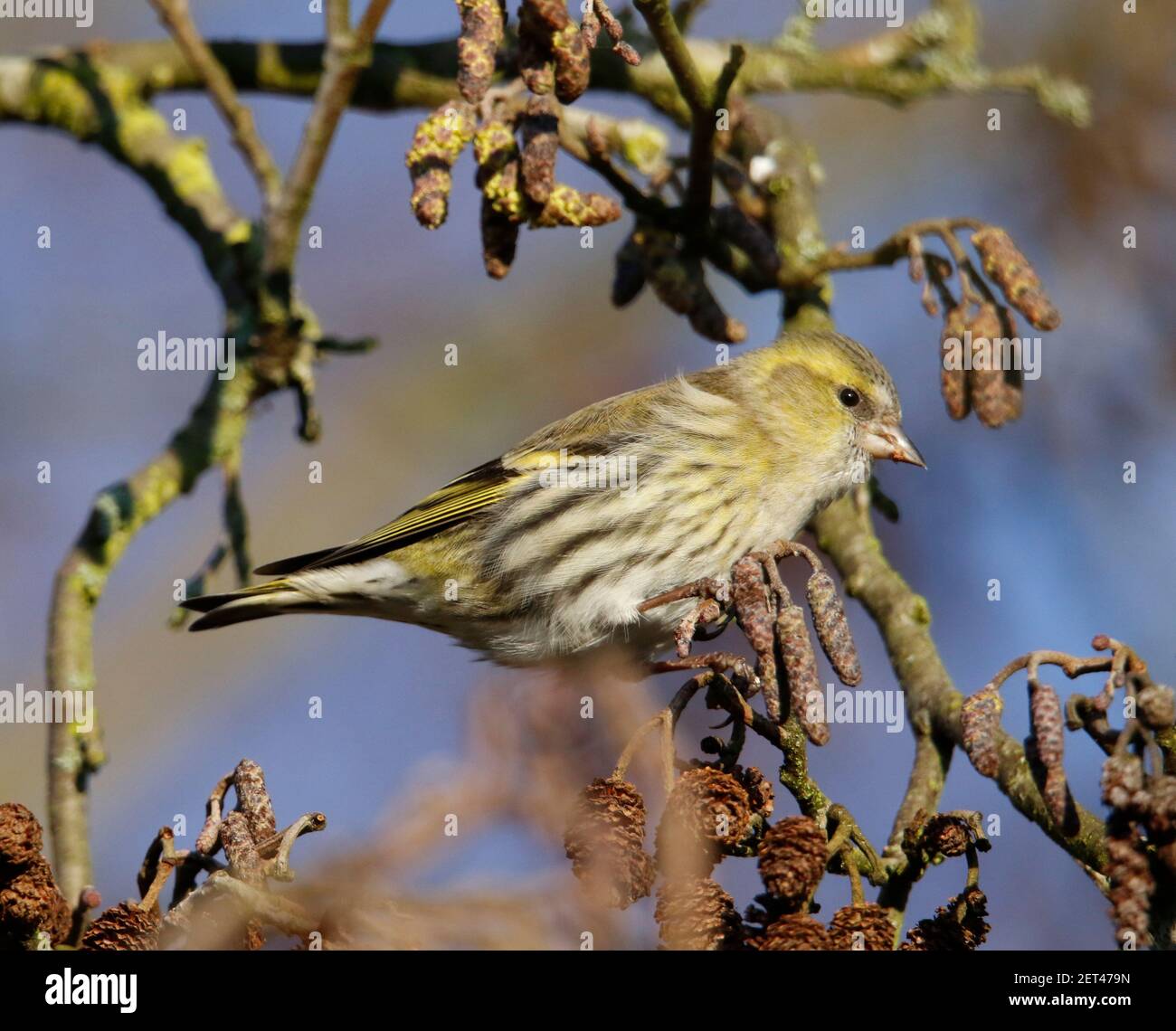 Le siskin femelle se nourrissant de graines d'aulne dans les bois Banque D'Images