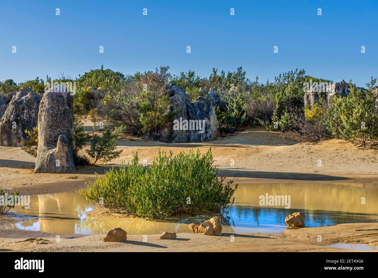 Les Pinnacles se réfléchit dans un étang, parc national de Nambung, Australie occidentale, Australie Banque D'Images