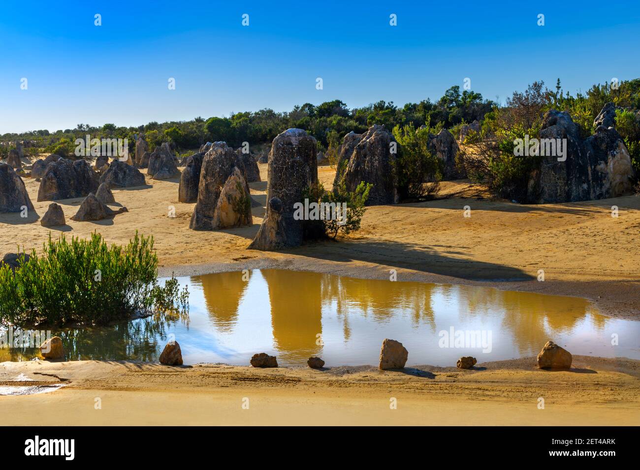 Les Pinnacles se réfléchit dans un étang, parc national de Nambung, Australie occidentale, Australie Banque D'Images