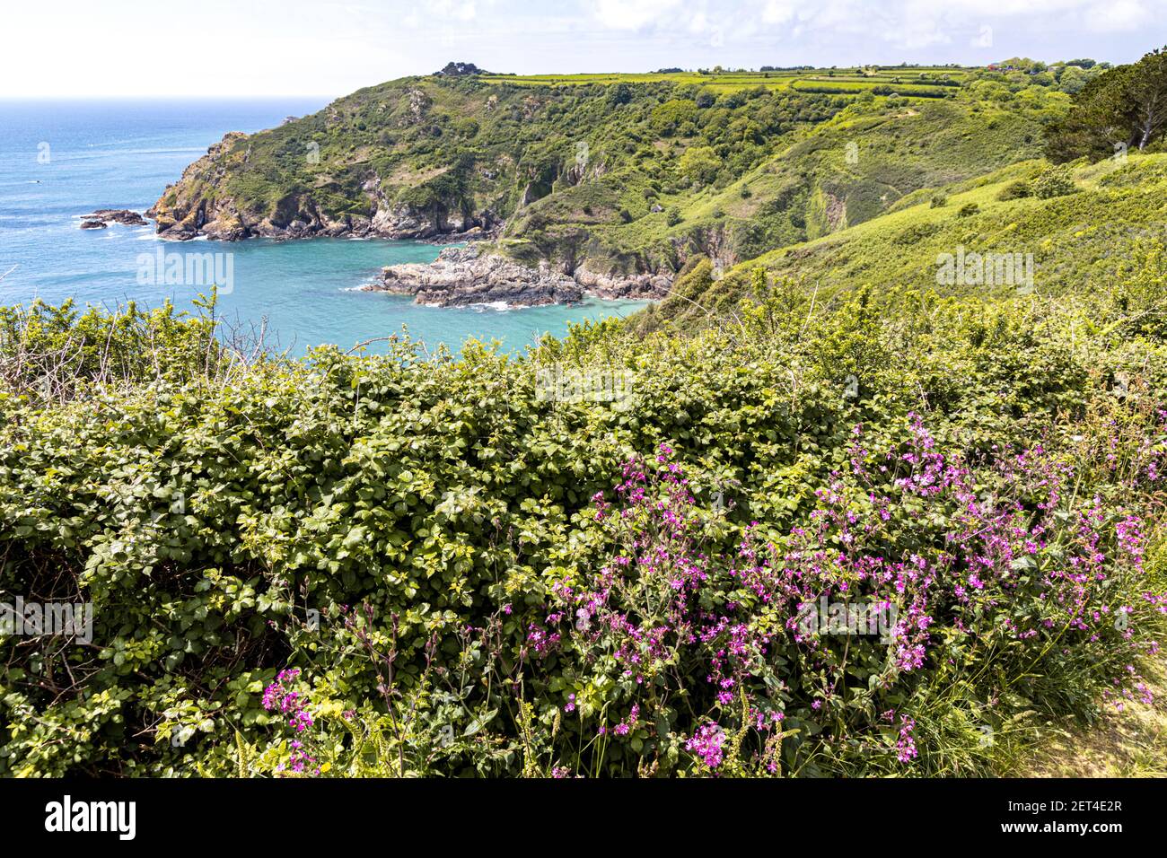 La magnifique côte du sud sauvage de Guernsey, Channel Islands UK - fleurs sauvages à côté du sentier du littoral menant à la baie du Petit Bot Banque D'Images