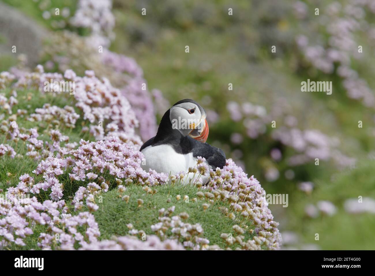 Puffin - avec thriftFratercula arctica Sumburgh Head Shetland Mainland, Royaume-Uni BI011187 Banque D'Images