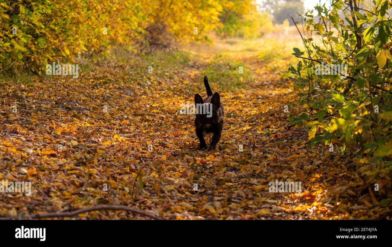 Petit beau chien noir marche dans la forêt d'automne et regarde dans l'appareil photo. Bulldog français mélangé au Yorkshire Terrier. Banque D'Images
