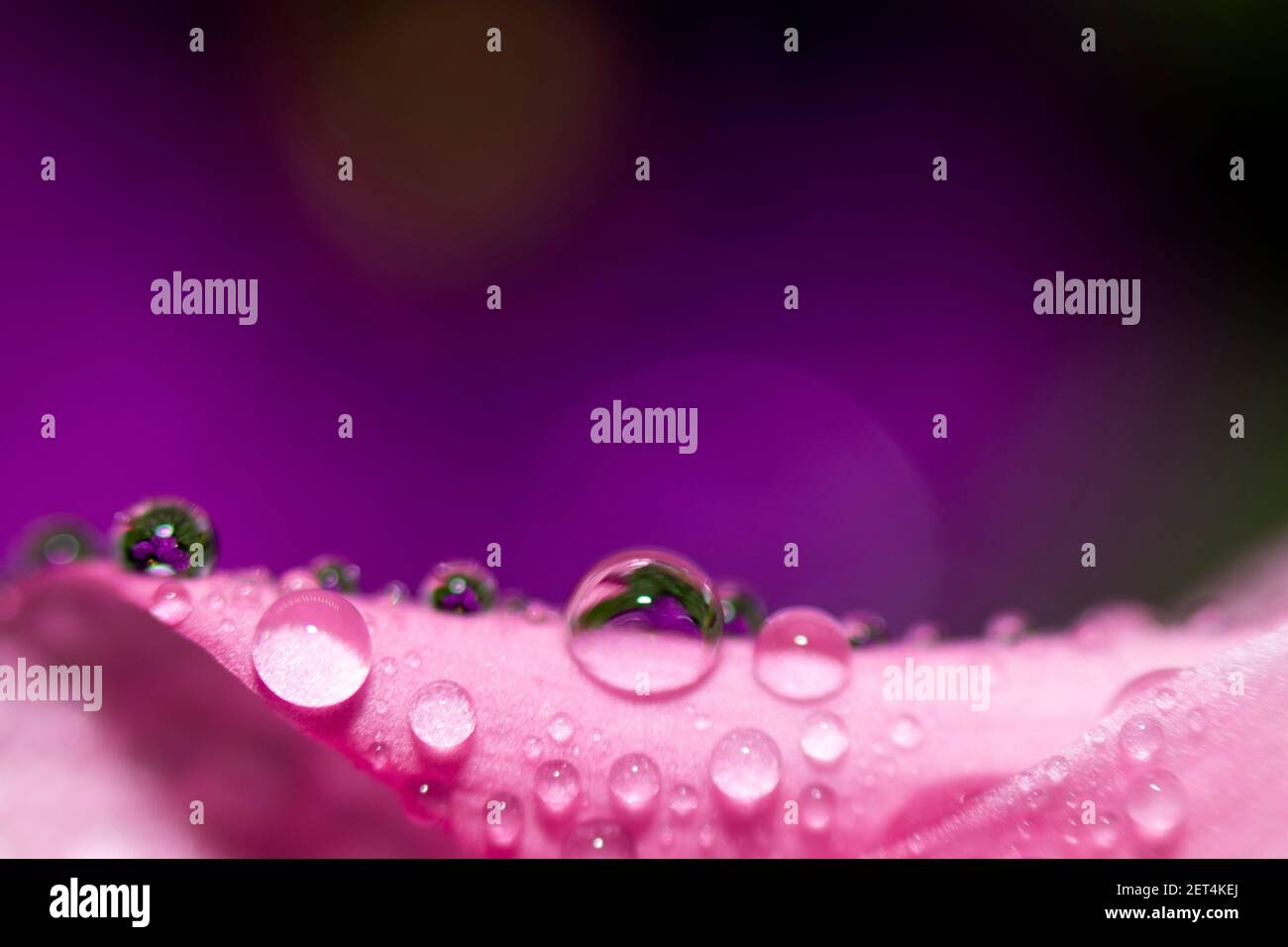 Abstraction arrière-plan de macro florale. Gros plan gouttes d'eau sur fleur rose avec fond violet. Placer pour le texte. Banque D'Images