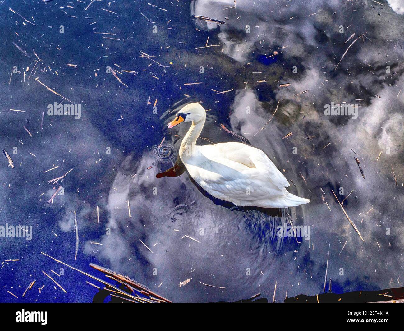 Vue en hauteur d'un cygne nageant dans un étang, Pologne Banque D'Images