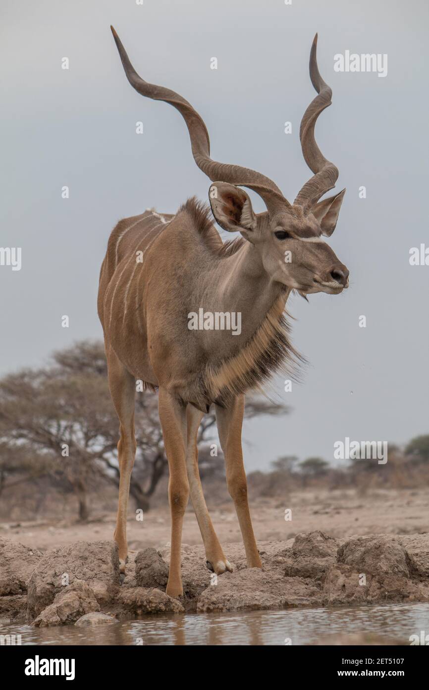 Grand Kudu buvant et se tenant à un trou d'eau dans le Parc national d'Etosha en Namibie Banque D'Images