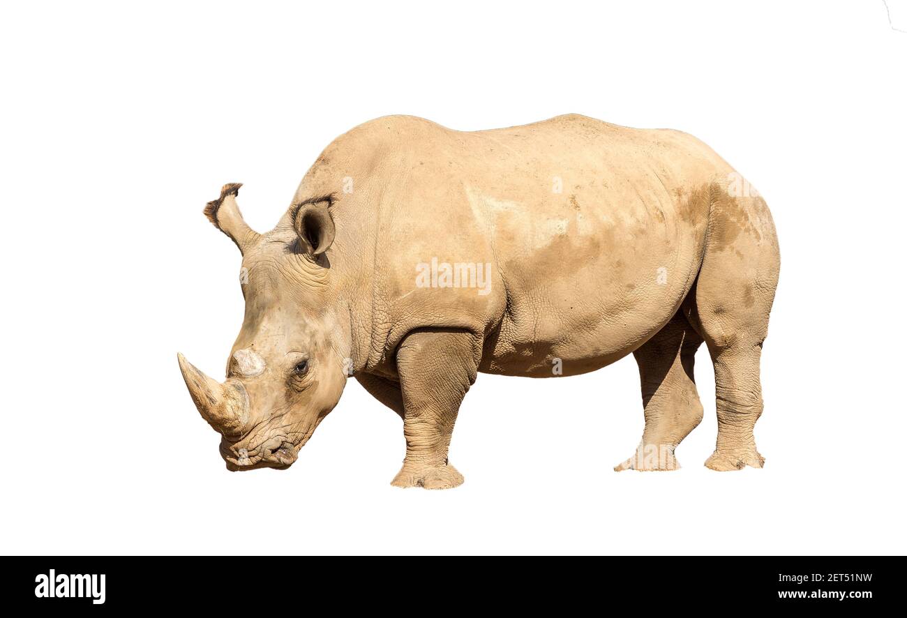 Rhinocéros également connu sous le nom de rhinocéros Banque D'Images