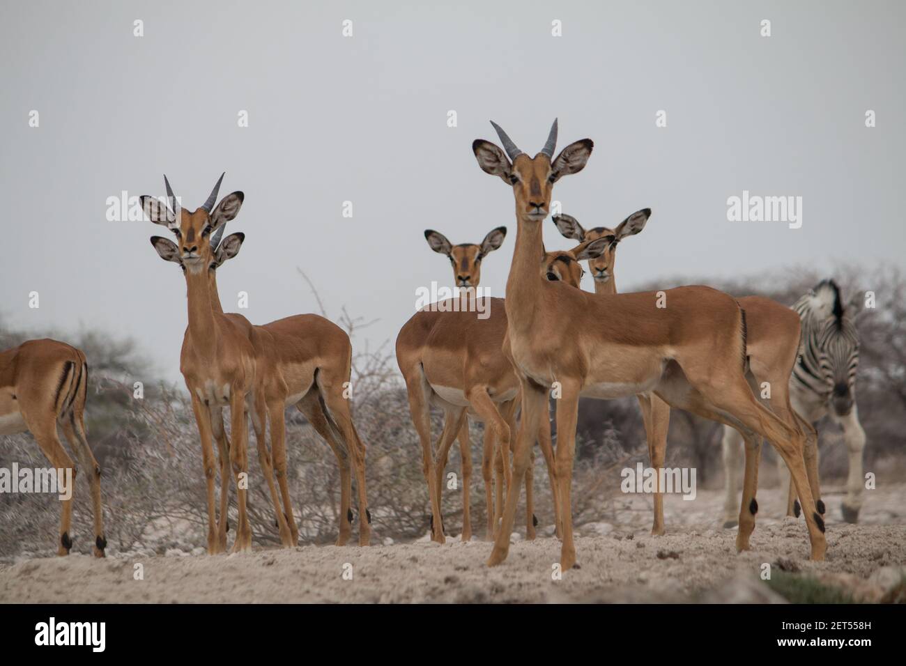 un troupeau d'impala buvant et se tenant dans un trou d'eau Dans le parc national d'Etosha en Namibie Banque D'Images