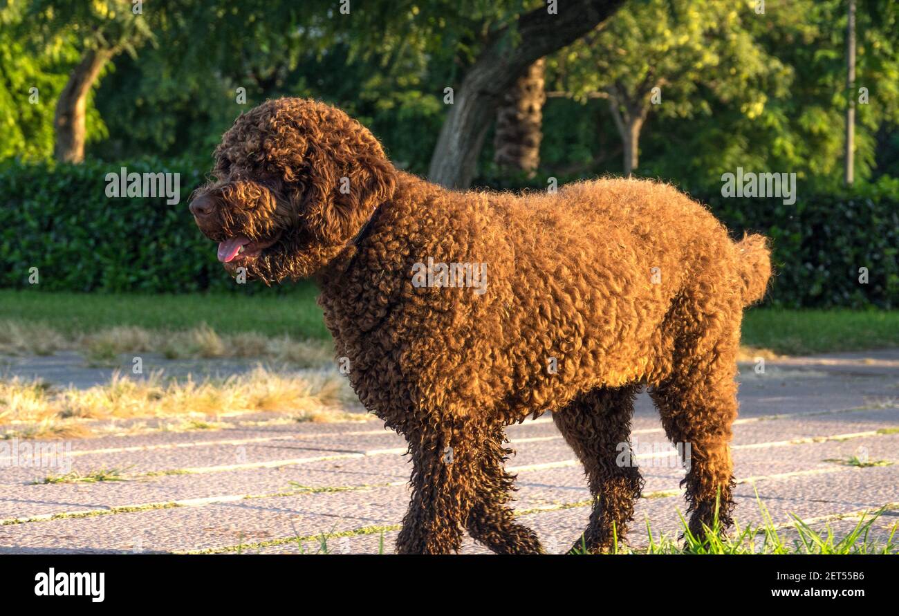 Chien d'eau espagnol brun sur herbe verte en plein air Banque D'Images