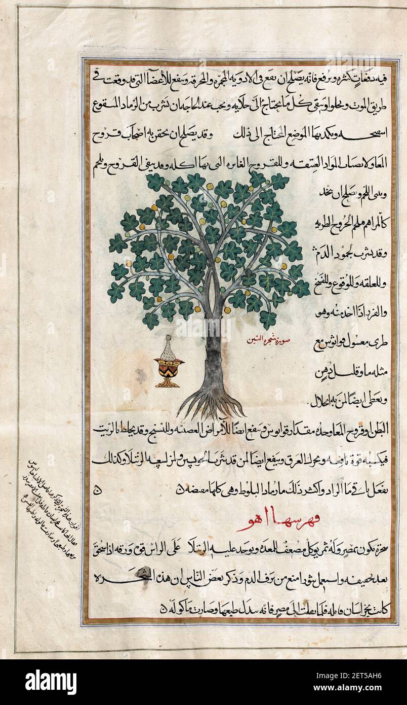 Identifié dans le livre comme un arbre de Fig. Ficus carica. Après une illustration par Mirza Baqir dans un livre iranien du 19ème siècle du médecin grec et botaniste Pedanius Dioscorides 1er siècle AD oeuvre de Materia Medica. Banque D'Images Identifié dans le livre comme un arbre de Fig. Ficus carica. Après une illustration par Mirza Baqir dans un livre iranien du 19ème siècle du médecin grec et botaniste Pedanius Dioscorides 1er siècle AD oeuvre de Materia Medica. Banque D'Images
