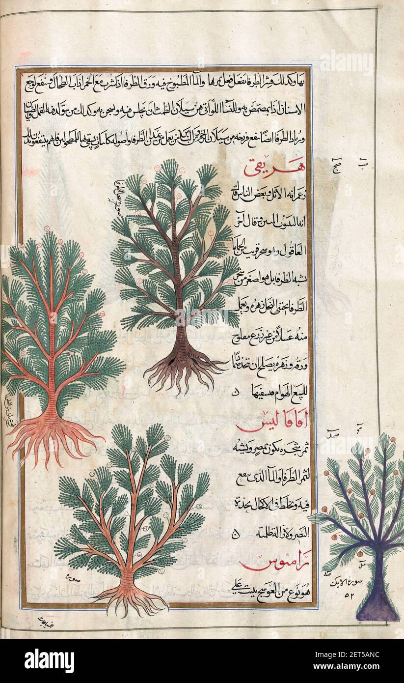 Identifié dans le livre comme deux variétés d'arbre de tamarisk. Tamarix gallica. Après une illustration par Mirza Baqir dans un livre iranien du 19ème siècle du médecin grec et botaniste Pedanius Dioscorides 1er siècle AD oeuvre de Materia Medica. Banque D'Images Identifié dans le livre comme deux variétés d'arbre de tamarisk. Tamarix gallica. Après une illustration par Mirza Baqir dans un livre iranien du 19ème siècle du médecin grec et botaniste Pedanius Dioscorides 1er siècle AD oeuvre de Materia Medica. Banque D'Images