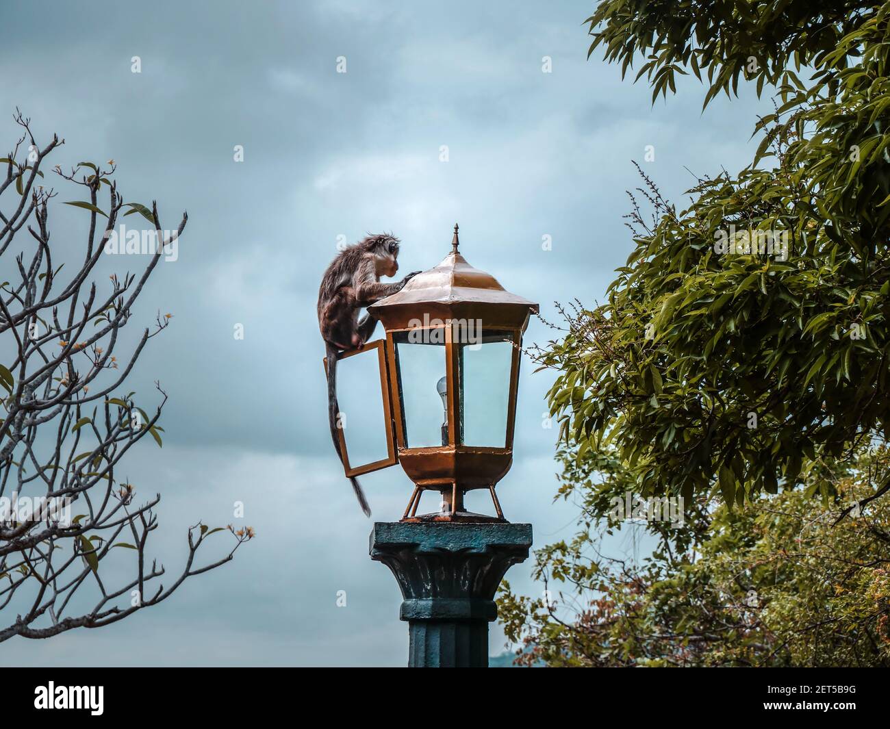 Singe sauvage admirant la vue depuis un feu de rue. Sune sauve observant la vue agrippé à une lampe, Sri Lanka. Banque D'Images