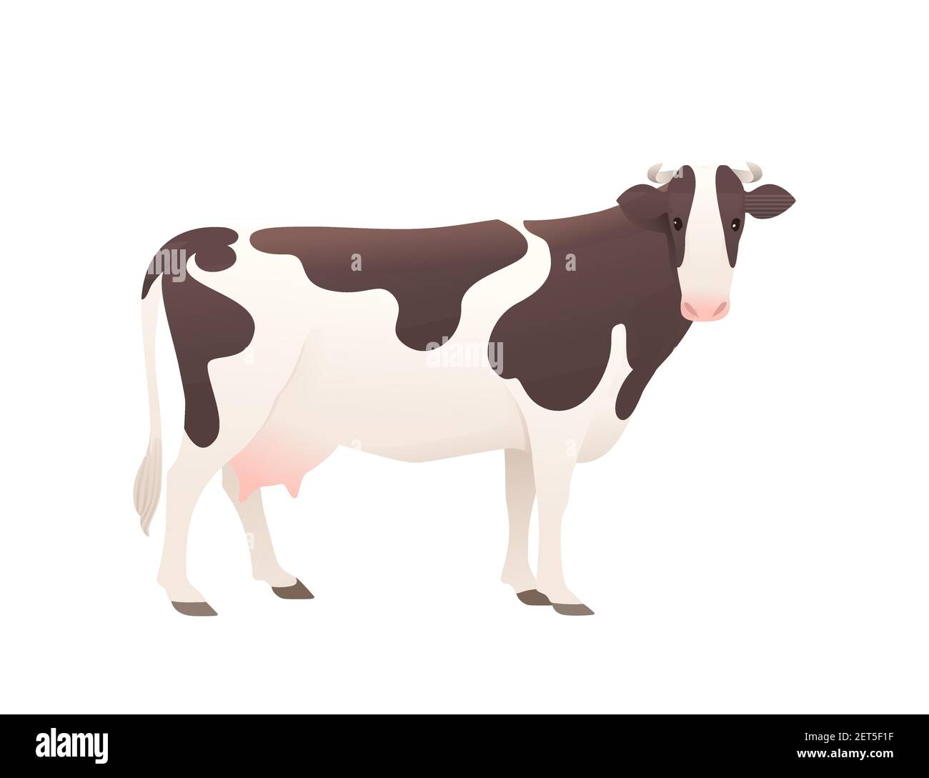 Bovins laitiers la vache ayrshire a repéré un animal mammifère domestique dessin animé illustration vectorielle sur fond blanc Illustration de Vecteur