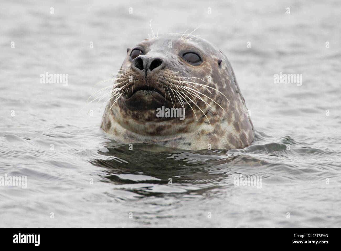 SealPhoca vitulina vitulina Yell, Shetland, Royaume-Uni MA001202 Banque D'Images