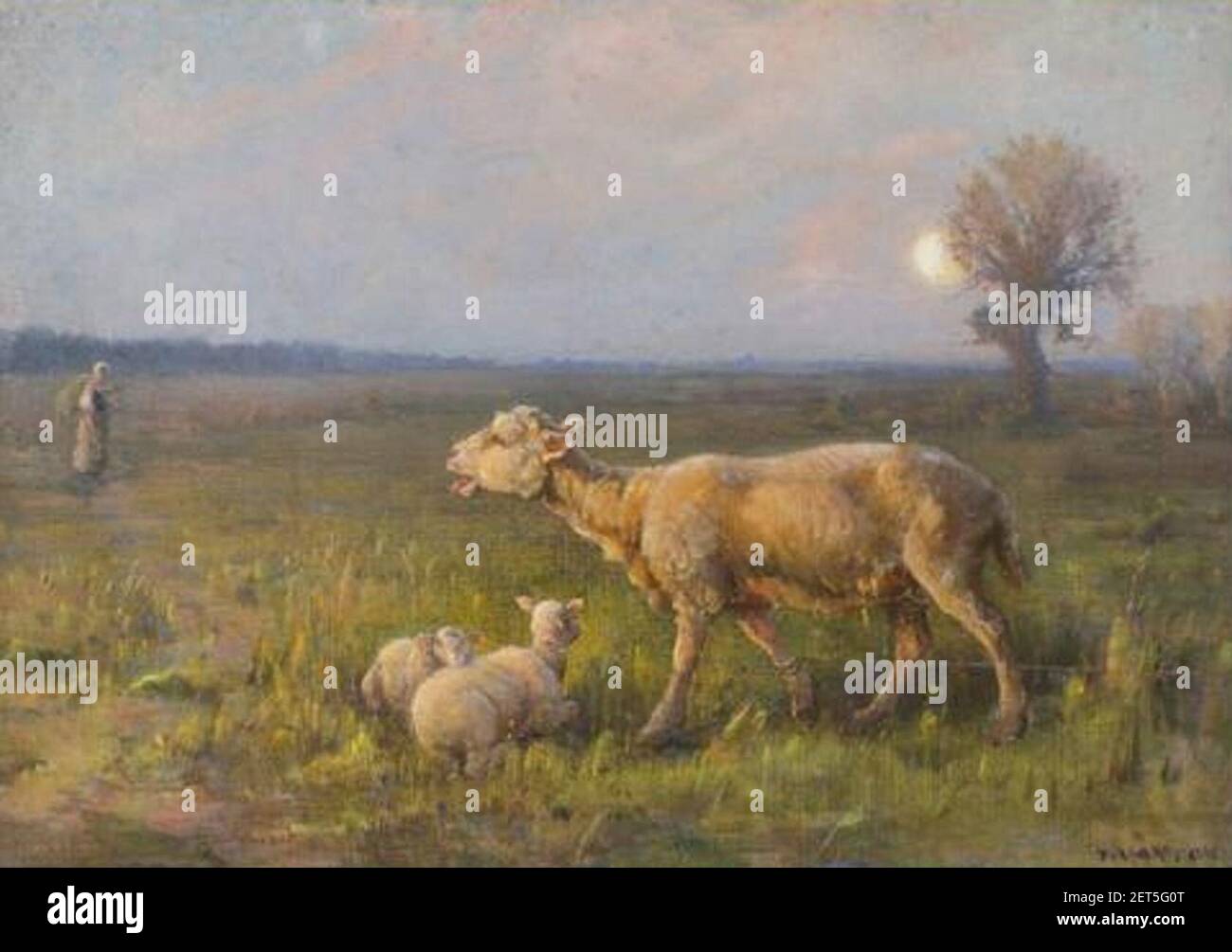 Paul Vayson brebis et ses agneaux à l'aube. Banque D'Images