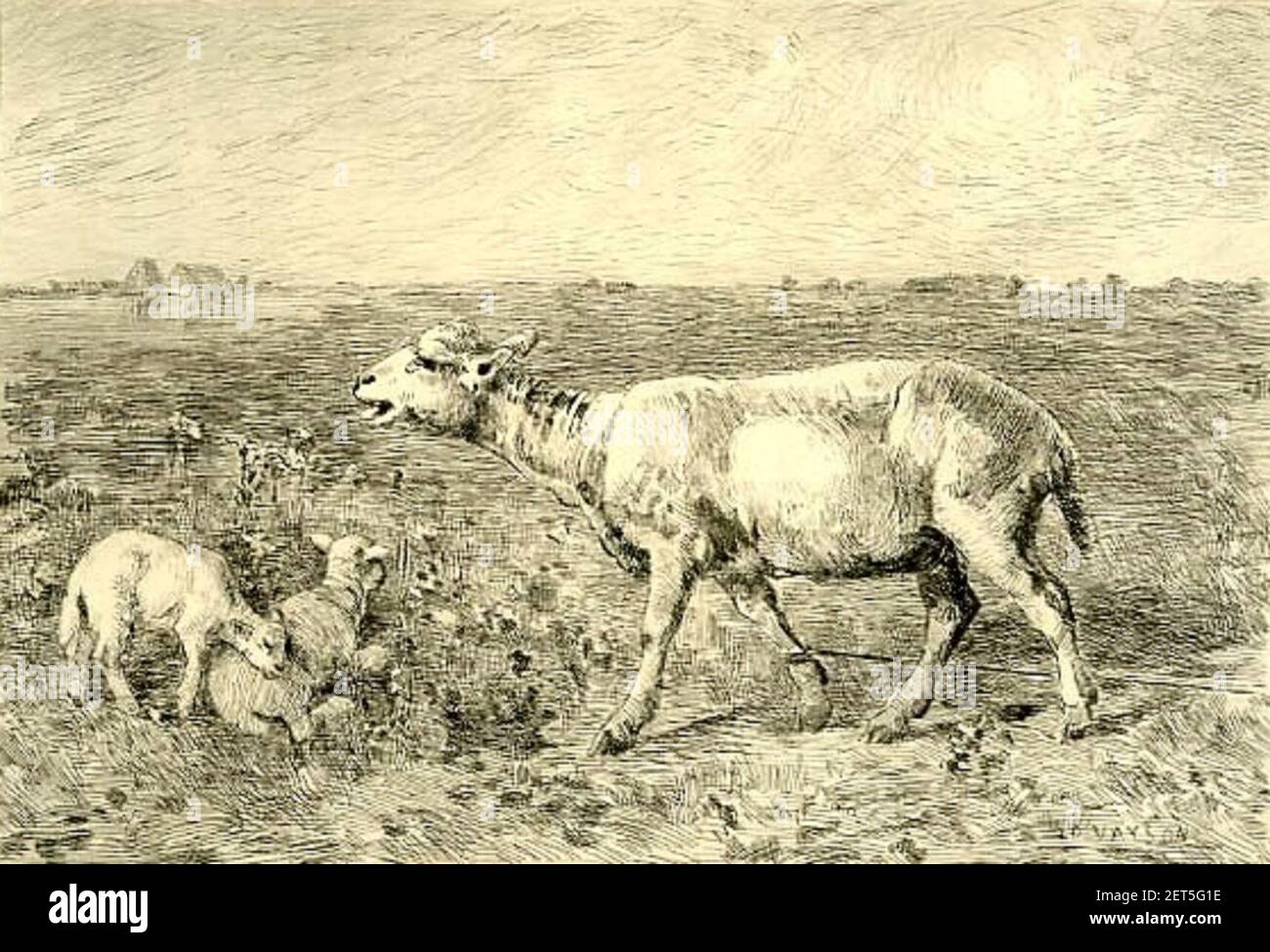 Paul Vayson Brebis dans la lande, gravure à l'eau-forte. Banque D'Images