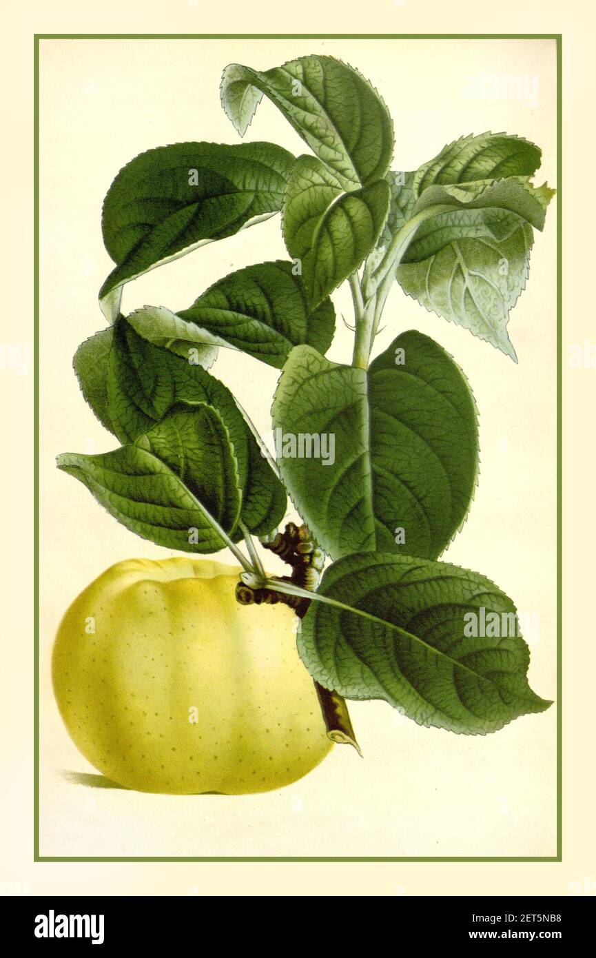 Vintage APPLE 1800 Lithographie fruit illustration Apple 'Reinette Evagil '. Malus pumila. Flore des serres et des jardin de l’Europe, vol. 16 (1865-1867) Banque D'Images