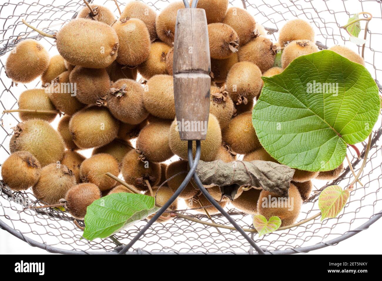 Kiwifruit (Actinidia deliciosa) droits Royaume-Uni et IRLANDAIS UNIQUEMENT, AUTRES DROITS CONTACTEZ EWASTOCK.COM Banque D'Images