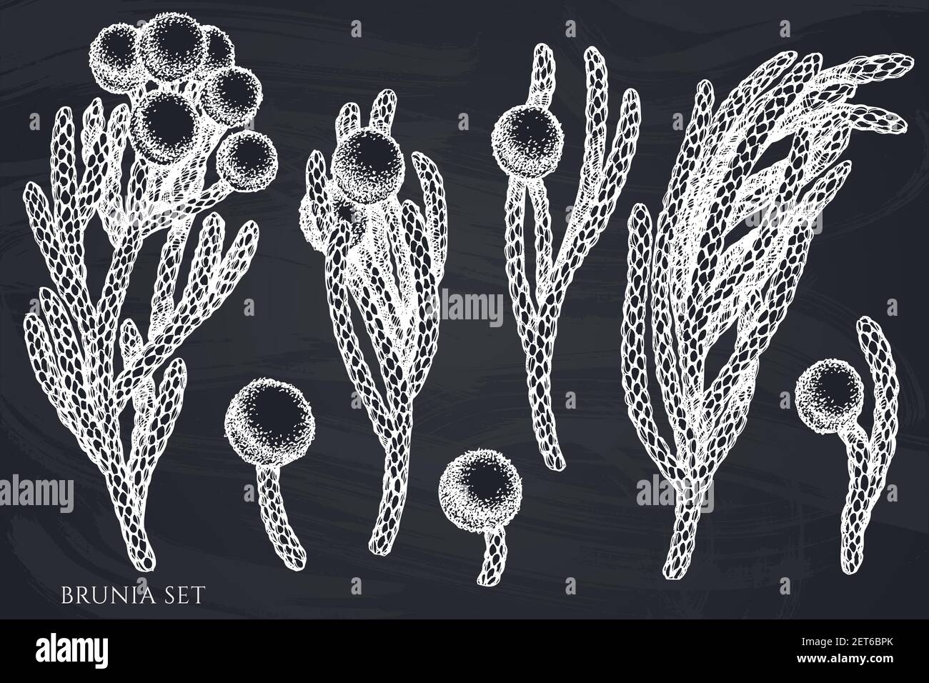 Ensemble vectoriel de craie dessinés à la main brunia Illustration de Vecteur