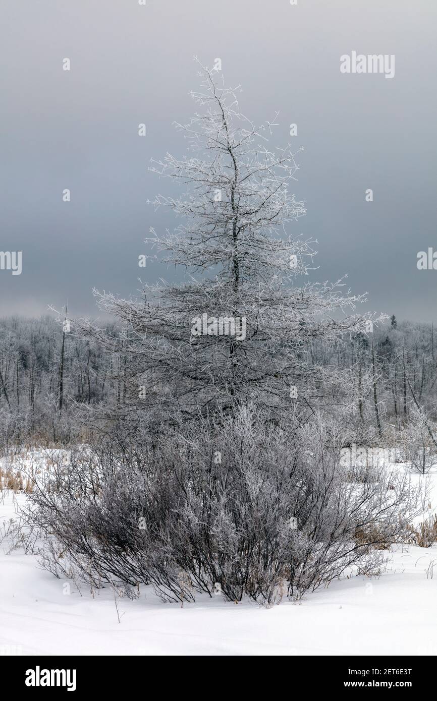 Hoarfrost, Tamarack, American Larch (Larix laricina), février, nord du Michigan, États-Unis, par James D Coppinger/Dembinsky photo Assoc Banque D'Images