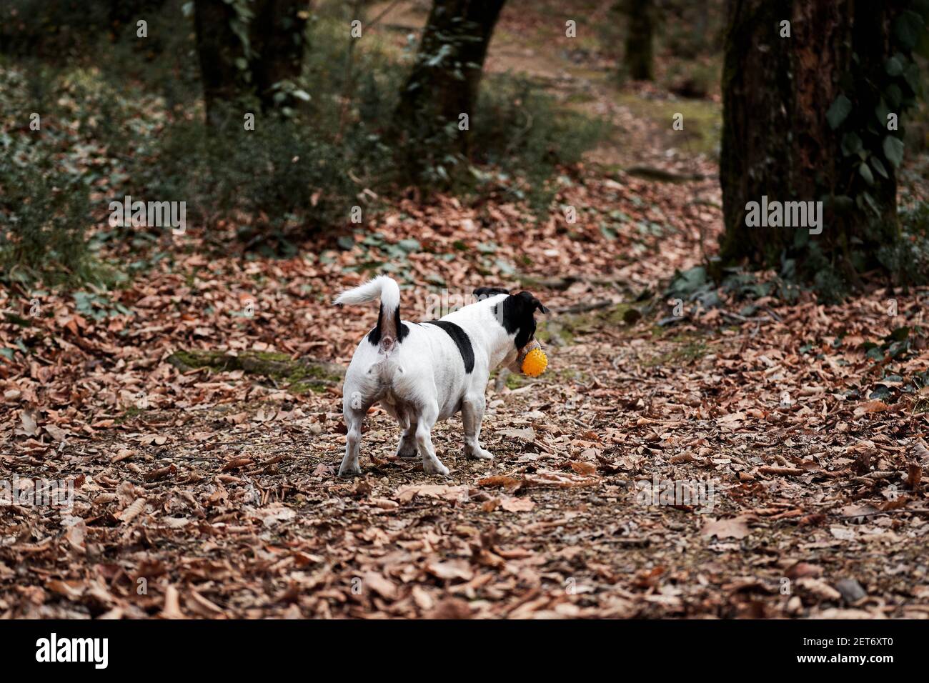Jack Russell Terrier noir et blanc à poil lisse traverse rapidement les  bois et joue au ballon. Marchez avec Jack Russell dans la forêt d'automne.  Chasse britannique SH Photo Stock - Alamy