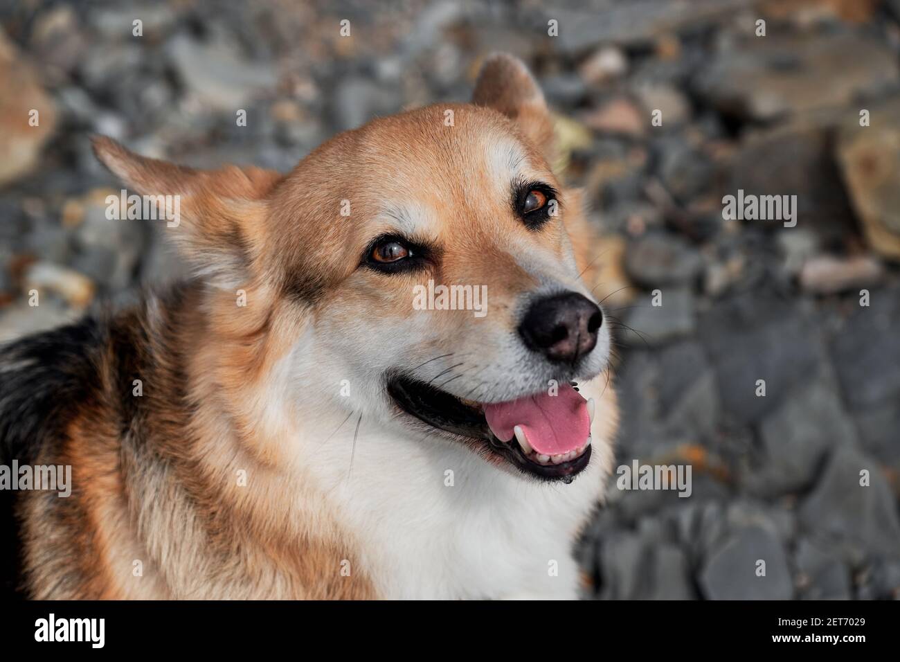 Welsh Corgi Pembroke tricolor sur la plage, gros plan portrait. Charmant petit Berger britannique à jambes courtes. La race populaire de chien est corgi. Banque D'Images