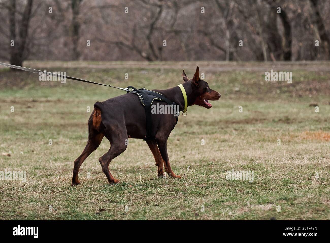 Magnifique jeune Doberman brun avec des oreilles et une queue écourtées se  tient sur la laisse dans le harnais et se prépare à attaquer. Formation pour  la protection des chiens de service