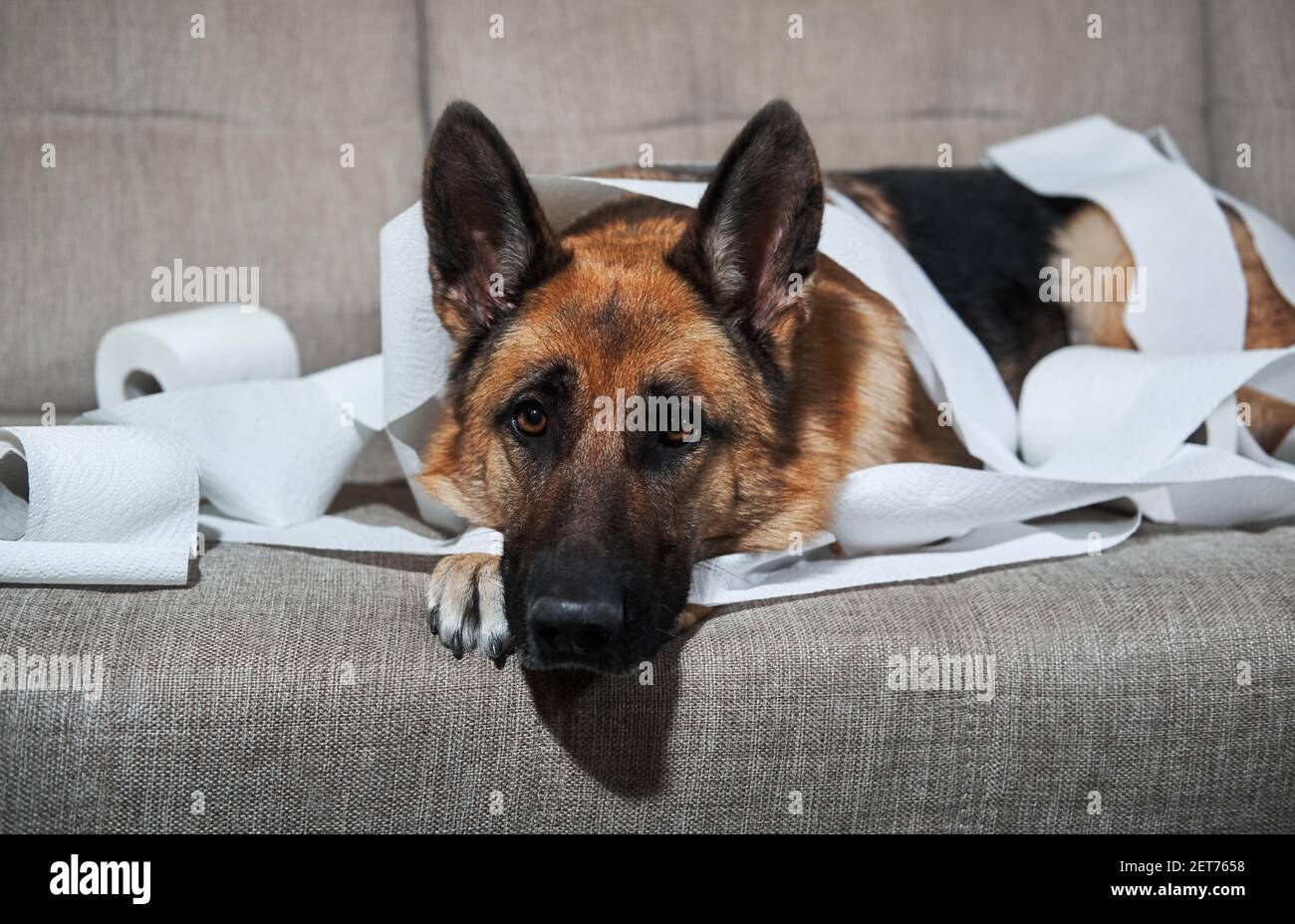 Le Berger allemand est couché sur un canapé gris enveloppé de papier  toilette. Le chien s'est peu lassé lorsqu'il est laissé seul à la maison et  a mangé plusieurs rouleaux de papier