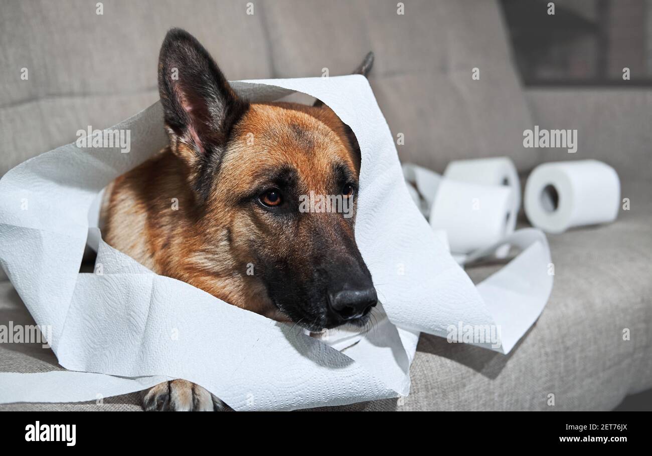 Le Berger allemand est couché sur un canapé gris enveloppé de papier  toilette. Le chien s'est peu lassé lorsqu'il est laissé seul à la maison et  a mangé plusieurs rouleaux de papier